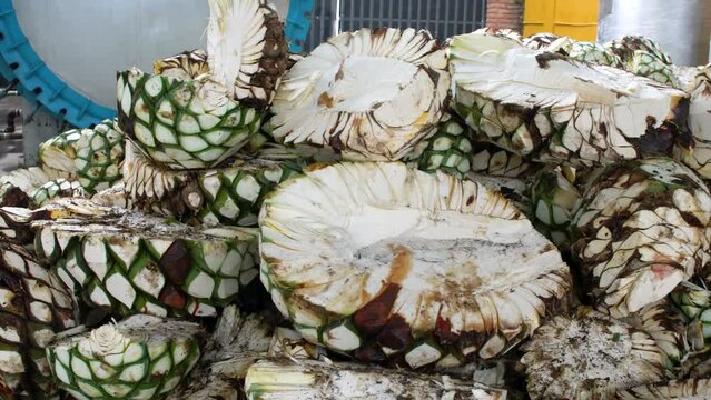 Green agave ready to be cooked and made into tequila