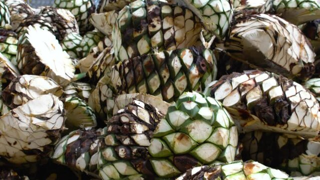 Green agave ready to be cooked and made into tequila