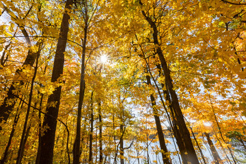 Autumn in Mont-Saint-Bruno National Park, Canada