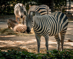 zebra in the grass