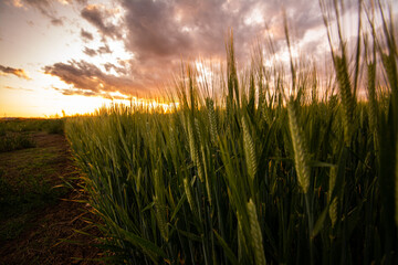 Fototapeta premium Barley at sunset