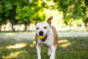 Dog with licking tongue. Happy dog playing and resting at the Park in the perfect sunny day