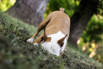 Dog dig a hole in the public park. Playing, bored, curiosity dog