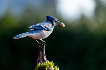 Blue jay (Cyanocitta cristata) in autumn