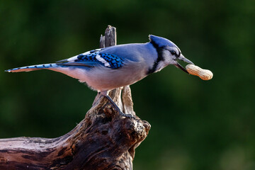 Blue jay (Cyanocitta cristata) in autumn