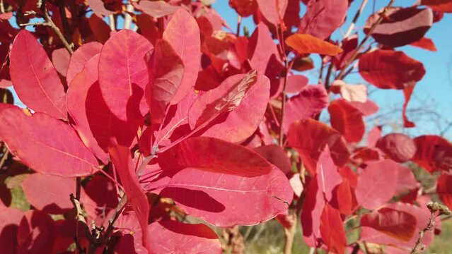 Purple-red autumn leaves of Cotinus coggygria sway in the wind