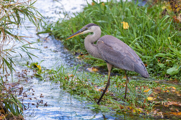 great blue heron (Ardea herodias) fishing