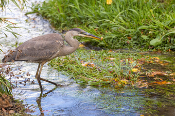 great blue heron (Ardea herodias) fishing