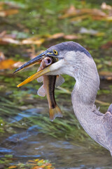 great blue heron (Ardea herodias) fishing