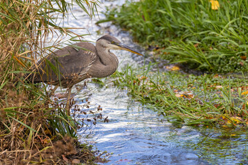 great blue heron (Ardea herodias) fishing
