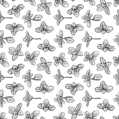 Basil Pattern. Italian herbs.A sprig of marjoram