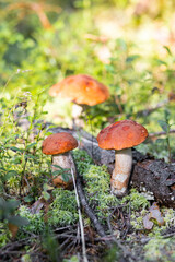 A forest edible brown boletus mushroom growing in a natural background. Karelia