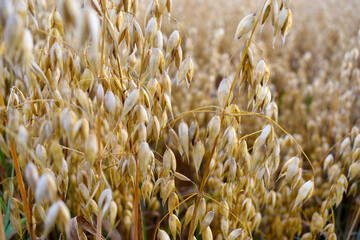 Oat ears in a field, ripe for harvesting, agricultural background