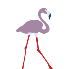 pink flamingo isolated on white