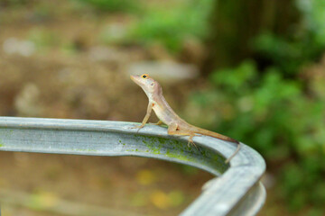 Lizard Reptile Animal Close Up