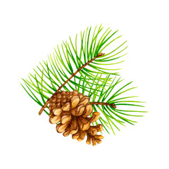 Fototapeta premium Pine branch with a cone. Watercolor element for the design of cards, logos, posters, invitations, stationery, print, fabric. Botanical illustration. 
