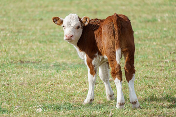 Small brown calf with white head breed Polled Hereford in a field looking at the camera - obrazy, fototapety, plakaty