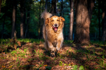 The Golden Retriever runs happily in the wood illuminated by the setting sun. Concept of freedom and happiness.
