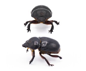 Ox Beetle or elephant beetle - Strategus aloeus - is a Species of rhinoceros beetle