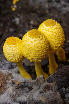 Detailed closeup image of Yellow Leucocoprinus birnbaumii mushrooms. Macro shot of flowerpot parasol or plantpot dapperling
