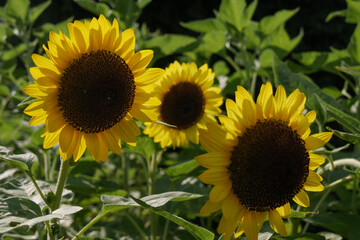 向日葵（ヒマワリ）