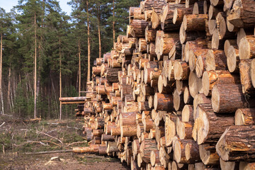 Deforestation, forest destruction. Chopped trees, firewood in forest. Pile, stack of many sawn logs of pine tree