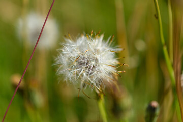 Fototapeta premium Close up of a dandelion in the grass of a wild meadow 