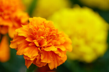 マリーゴールド