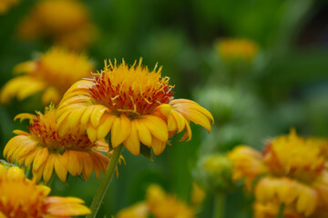 島寒菊（シマカンギク）