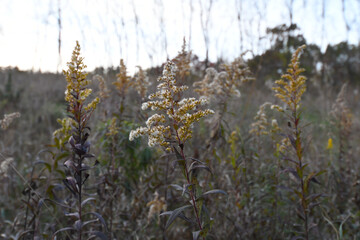 Goldenrod plants, Solidago canadensis, blooming and going to seed in the fall.