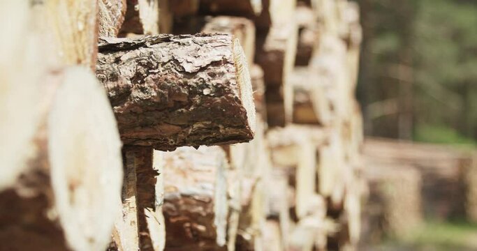 Large timber-cut pie standing in an outdoor wood store in forst. close-up view with beautiful bokeh
