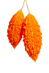 Close up yellow Exotic fruit of Bitter Cucumber, Bitter Gourd, Carilla Fruit (Momordica charantia) on white background.