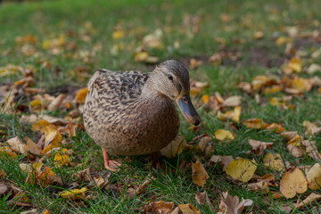duck looking at camera close up front view duck in the middle of yellow fallen leaves on green grass