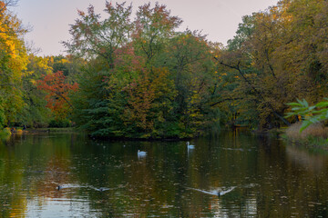 beautiful autumn landscape with a view of the lake and yellow and green trees in autumn on the background of the blue sky in Lazienki Park Warsaw Poland