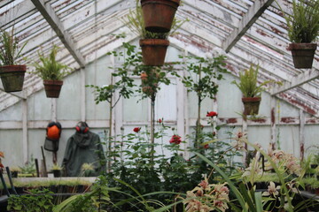inside of a greenhouse.plant care