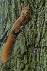 a squirrel sitting on a tree eating nuts close-up on the background of tree bark and looking at the camera	