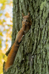 a squirrel sitting on a tree eating nuts close-up on the background of tree bark and looking at the camera	