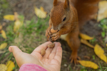 a squirrel eats nuts from human hand close-up on background of fallen yellow leaves on green grass