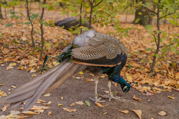 a beautiful peacock walks among fallen yellow leaves in early autumn