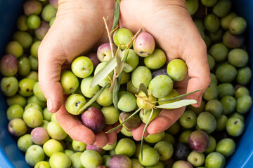 delicious Spanish olives