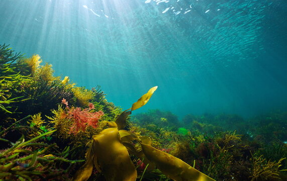 Algae on the seabed with natural sunlight, underwater seascape in the Atlantic ocean, Spain, Galicia