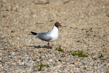 Black headed gull.