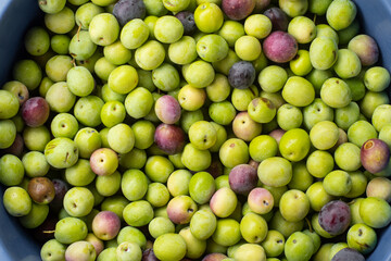 delicious Spanish olives