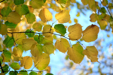 Colorful autumn plants on nature background