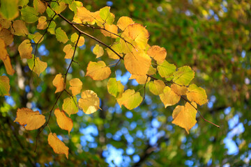 Colorful autumn plants on nature background