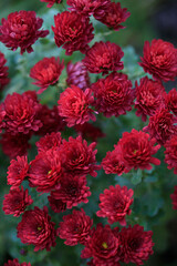 Colorful autumn plants on nature background