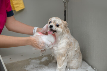 A wet Spitz is washed in a beauty salon with a washcloth and shampoo. The dog bathes with a smile and a happy look.
The concept of popularization of grooming and care for dogs. The process of bathing 