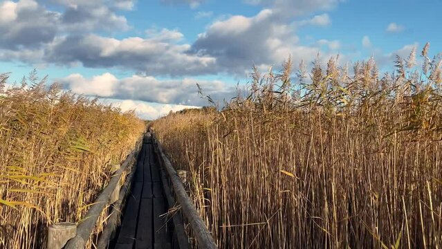 The reed plankway of Kanieris lake in Kemeri National Park in autumn. Latvia, Europe