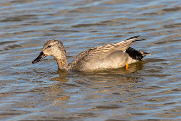 A Gadwall duck on the water.