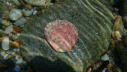 Seashell of bivalve mollusc Thorny oyster (Spondylus gaederopus) on sea bottom, Aegean Sea, Greece, Halkidiki

